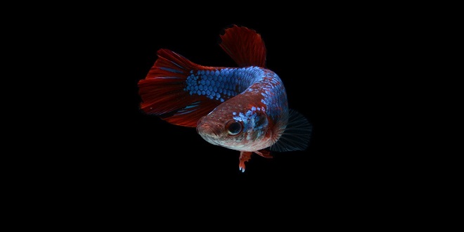 The Proper Diet and Tricks to Help Keep Your Betta Fish's Spit-up Under Control
